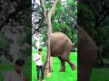 ￼friend, your hero has become a fool animals video of him entering the tree#ytshorts#trendingshorts