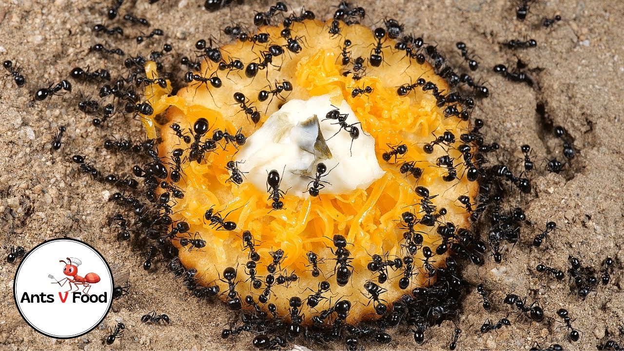 Ant Colony vs Cheese Cracker Time Lapse YouTube