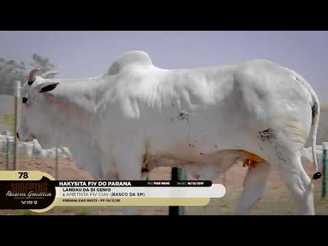 LOTE 78   HAKYSITA FIV DO PARANA   PAR 9646 zap 1