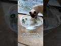 #pets #cats #funny #cute #foryou #catsoftiktok
