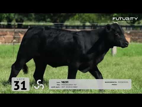 LOTE 31   TAT 1631 F Brangus