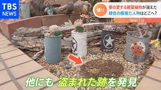 妻が愛する観葉植物が消えた・・・緑色の服着た人物の姿が