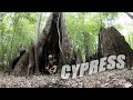 Old Cypress and Rail Adventure