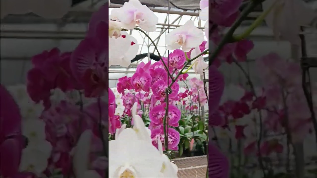 Phalaenopsis in different shades of pink! #orquidias #orchids #florasrevelry ❤️