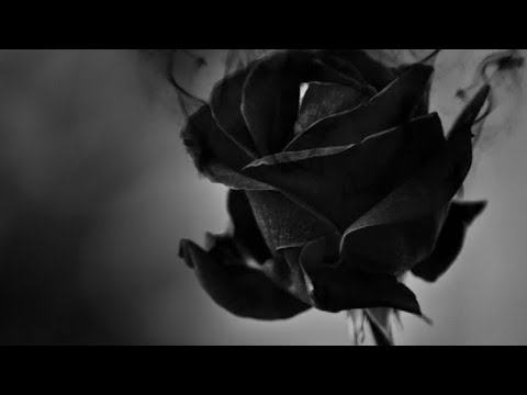 Vesi Boneva & Lucho - Netsufnali rozi {slowed n reverb} (Веси Бонева и Лъчо  - Нецъфнали рози) - YouTube