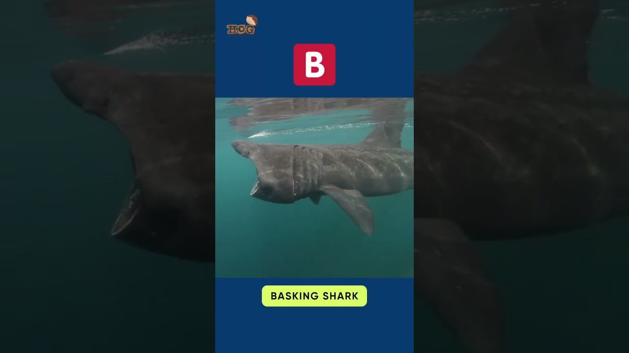 Letter B | ABC Real Animals song | Learn English, Alphabets and Animals for Kids