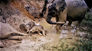 Wild elephant moms and their tiny babies relax, spray, wallow and play in mud. Natures&#39; pure bliss