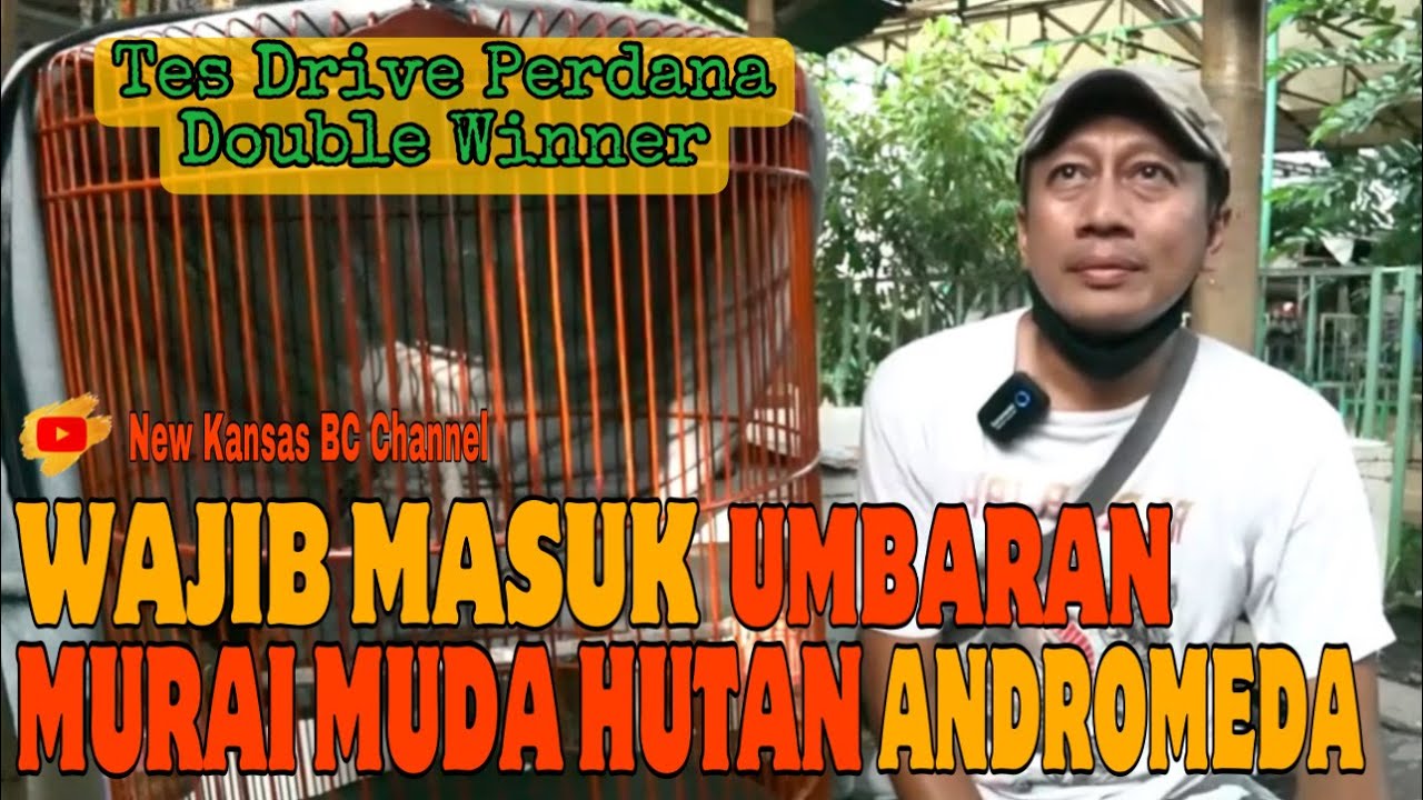 MURAI BATU ANDROMEDA | MURAI BATU MUDA HUTAN YANG WAJIB DI UMBAR PERDANA LANGSUNG PRESTASI |