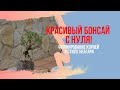 Как сделать БОНСАЙ в стиле неагари. Выращиваем воздушные корни у Сериссы. Советы по уходу за бонсай.