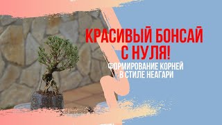 видео: Как сделать БОНСАЙ в стиле неагари. Выращиваем воздушные корни у Сериссы. Советы по уходу за бонсай. картинка: Как сделать БОНСАЙ в стиле неагари. Выращиваем воздушные корни у Сериссы. Советы по уходу за бонсай.