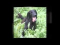 Dog Behaviour Southampton - AA Dog Training 07714 769260 Dog Behaviour Southampton - AA Dog Training 07714 769260