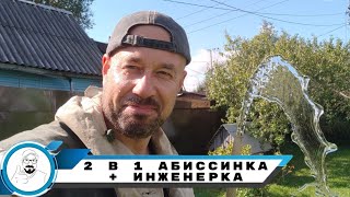 ДВА В ОДНОМ АБИССИНКА ПЛЮС ИНЖЕНЕРКА