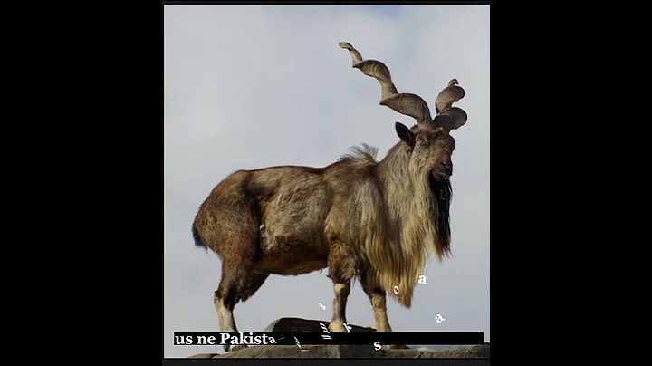 Markhor Price In Pakistan Markhor Essay Urdu Information #shorts #markhor 90 politics