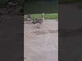 #altontowers #geese #travel #wildlife #themepark