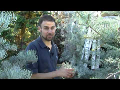 Video: Kab Mob Ntawm Ornamental Conifers