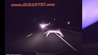 Close Call With A Critter Of The Nite On Dec 5.