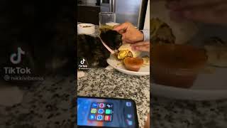 Spoiled kitty 🐈💕💕💕 #kitty #spoiledkitty #sweetcat #cutekitty #catvideo #catlover #funnycat #catlife by Cutest Kitty 22 views 1 year ago 1 minute, 4 seconds