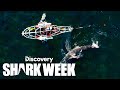 Mechanical Shark Infiltrates Great White Feeding Ground | Shark Week