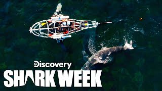 Mechanical Shark Infiltrates Great White Feeding Ground | Shark Week