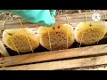 resgate de abelhas africanizadas em cupim