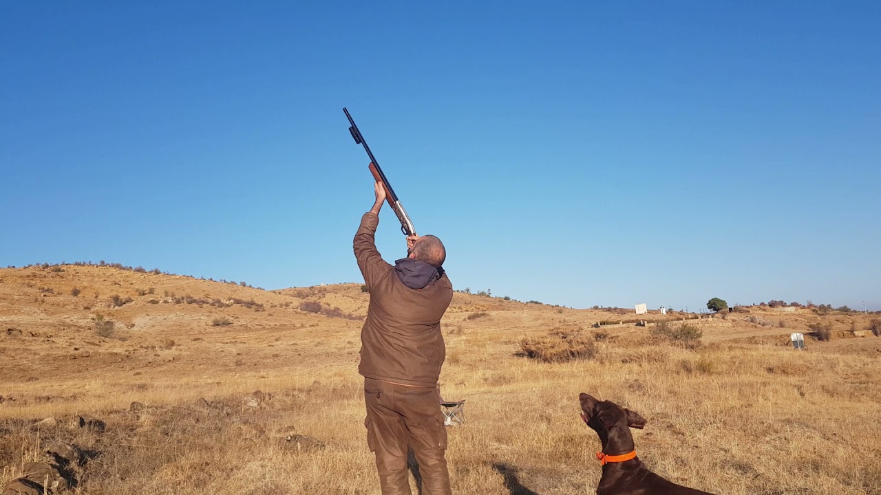 صيد صلنج و مطوق hunting common chaffinch and skylark hunting in