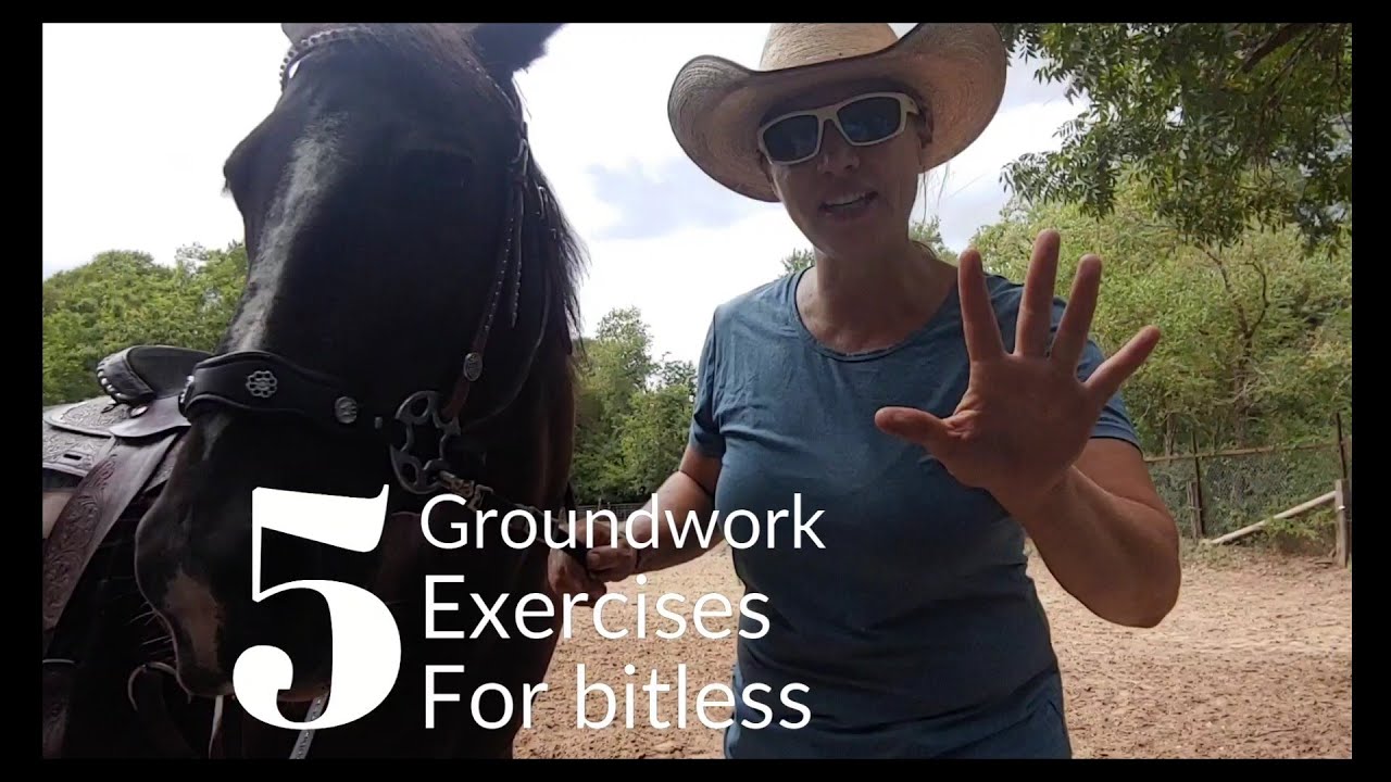 5 упражнений для подготовки лошади к безтрензельной уздечке — хакатон