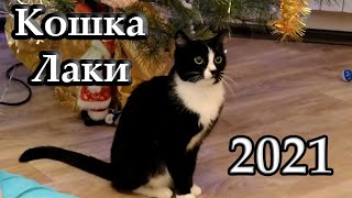Ревнивая кошка Лаки в 2021 году
