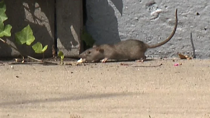 Family home invaded with rats in east Hamilton neighbourhood