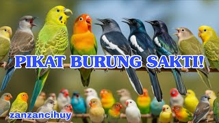 SOUND PIKAT PARKIT || PIKAT MURAI|| PIKAT TRUCUK||PIKAT BURCIL RIBUT || PIKAT SOGON || PIKAT KACER