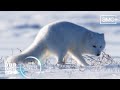 Arctic fox dives headfirst into snow  frozen planet ii  bbc america