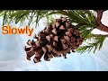 ABC TV | How To Make Pine Cones Paper (Slowly)- Craft Tutorial