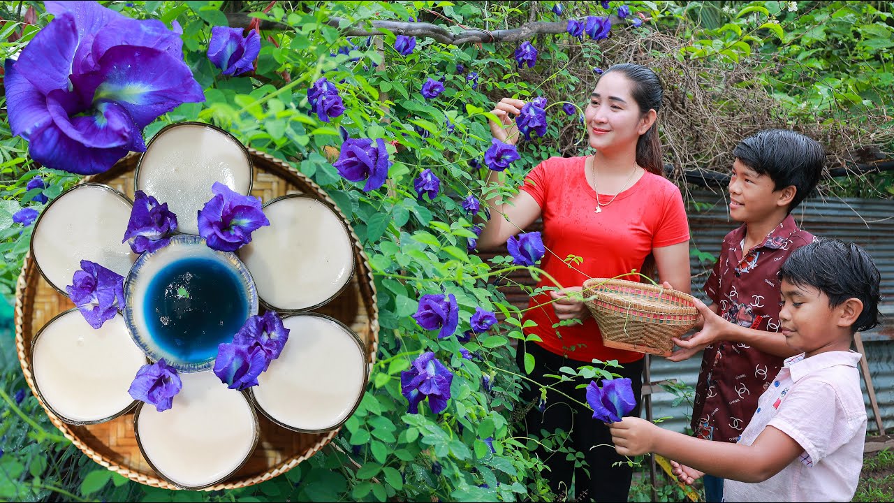 Fresh butterfly pea flower Collect butterfly pea flower for making