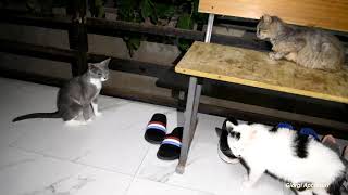 My home kitten does not get along with yard cats! by Giorgi Aptsiauri 162 views 2 years ago 1 minute, 8 seconds