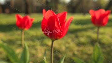 Beautiful tulips close up