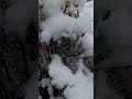 НА СВІТІ ВСЕ БУВАЄ -- ЗИМА  ПРИЙШЛА У ЛИСТОПАДІ!!!!!
