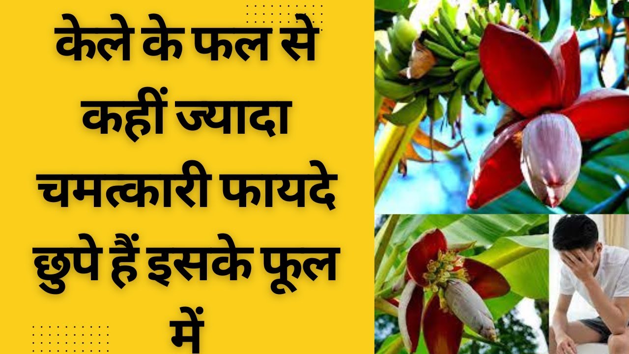 Banana Flower केला ही नहीं इसका फूल भी है कमाल Banana Flower