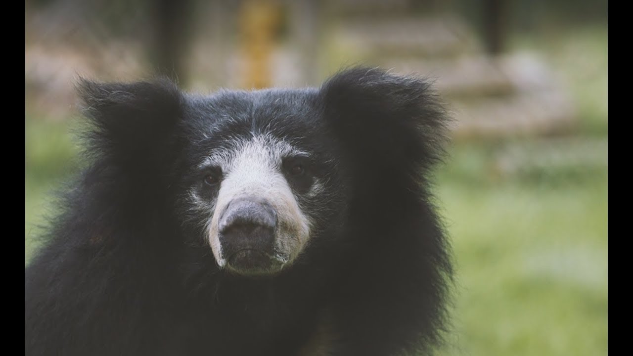 Meet our amazing sloth bear siblings!