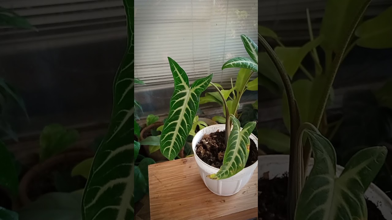 Caladium lindenii ( Xanthosoma lindenii care) 