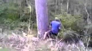 falling big spotted gum tree