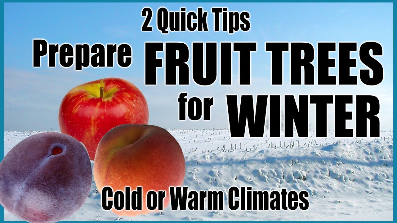 Prepare Fruit Trees for Winter in Any Climate // 2 Quick Tips - YouTube
