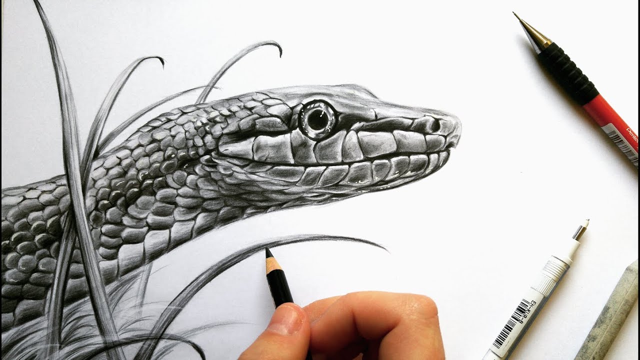 Drawing a realistic snake in graphite! | Leontine van vliet - YouTube