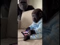 Dad couldn't wait 🤣 #scrolling #gorilla #funny #cute #fyp
