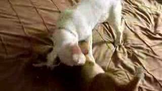 English Bull Terrier Love P1