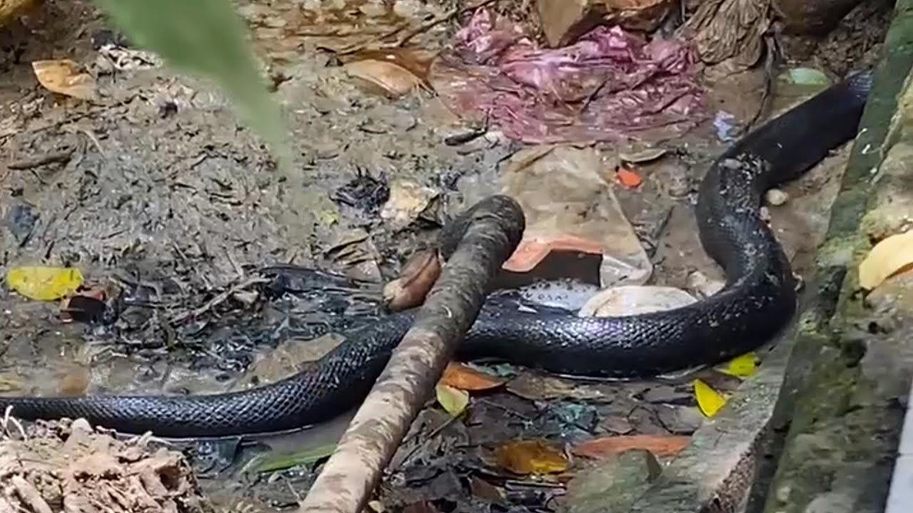 Bến Tre : Con Hổ Mang Đất Đen Bóng Chà Bớ Bò Vào Hang | Mười Thương Săn Bắt