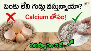 Layer Management: గుడ్ల కోళ్ల పెంపకంలో లాభాలు &amp; జాగ్రత్తలు