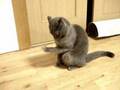 にゃんた、じっと手を見る