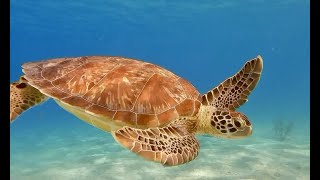 BONAIRE  SCUBA DIVING OCTOBER 2022 4K, 90 minute underwater relaxation video.