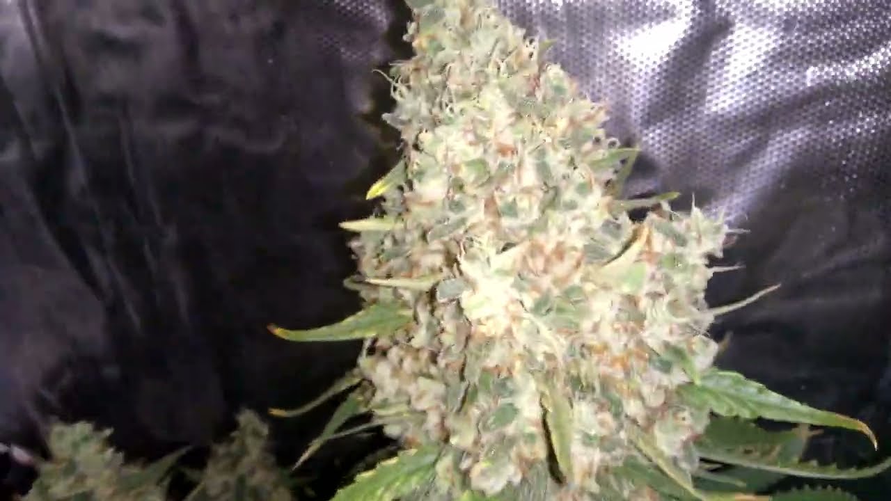 1 x Acapulco Gold | 1 x Dos Si Dos 33 - Barney's Farm 