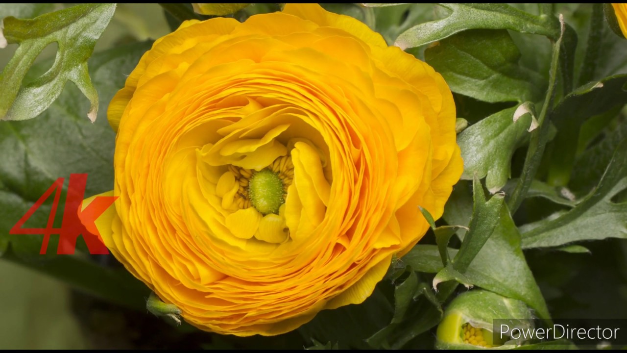 4K... How Do Flowers Bloom - YouTube