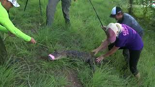 Alligator captured at SE Houston culvert